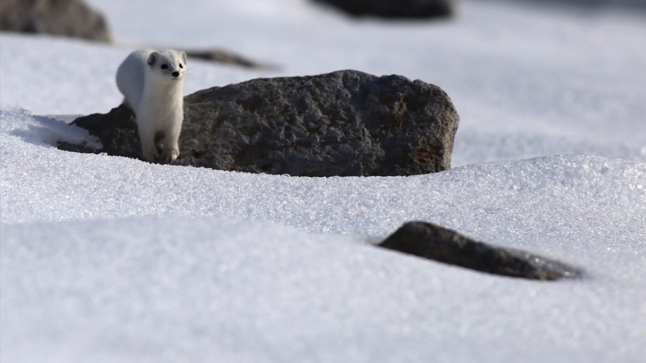 Foto - Nesli koruma altında! Beyaz gelincik o ilimizde görüntülendi