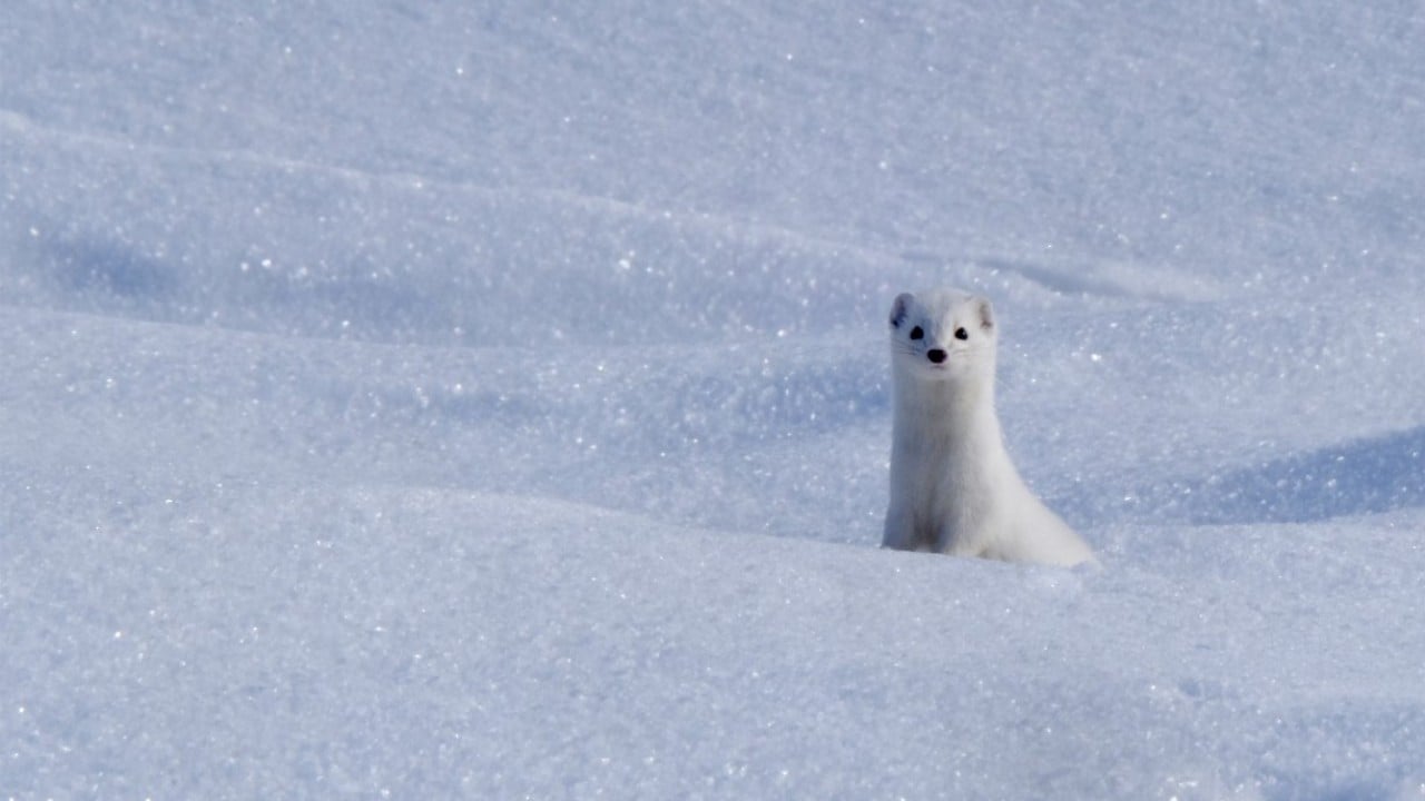 Foto - Nesli koruma altında! Beyaz gelincik o ilimizde görüntülendi