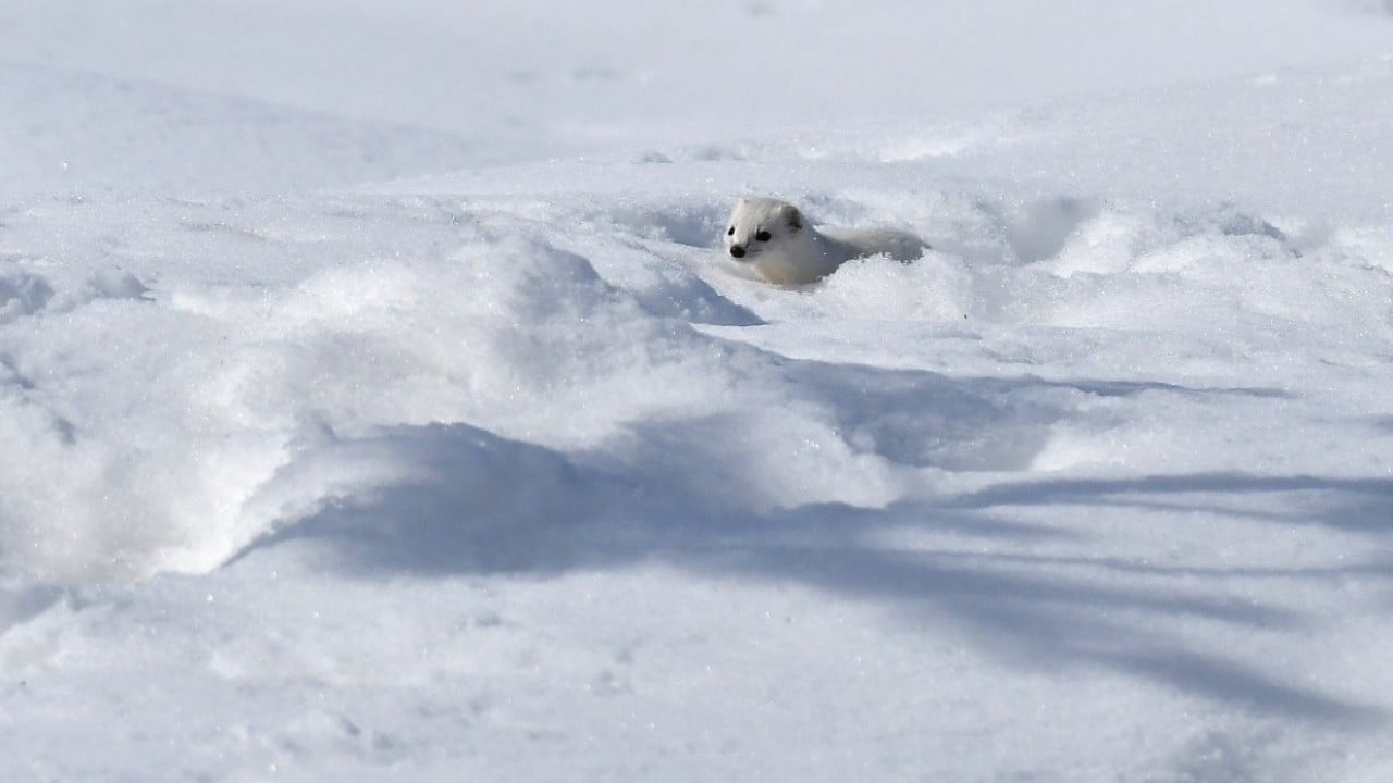 Foto - Nesli koruma altında! Beyaz gelincik o ilimizde görüntülendi