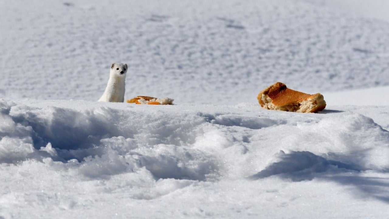 Foto - Nesli koruma altında! Beyaz gelincik o ilimizde görüntülendi
