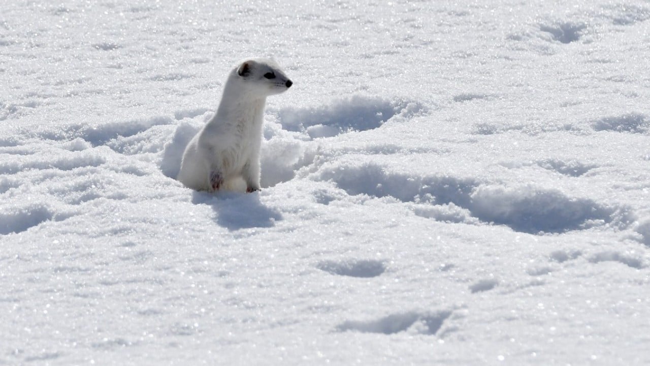 Foto - Nesli koruma altında! Beyaz gelincik o ilimizde görüntülendi