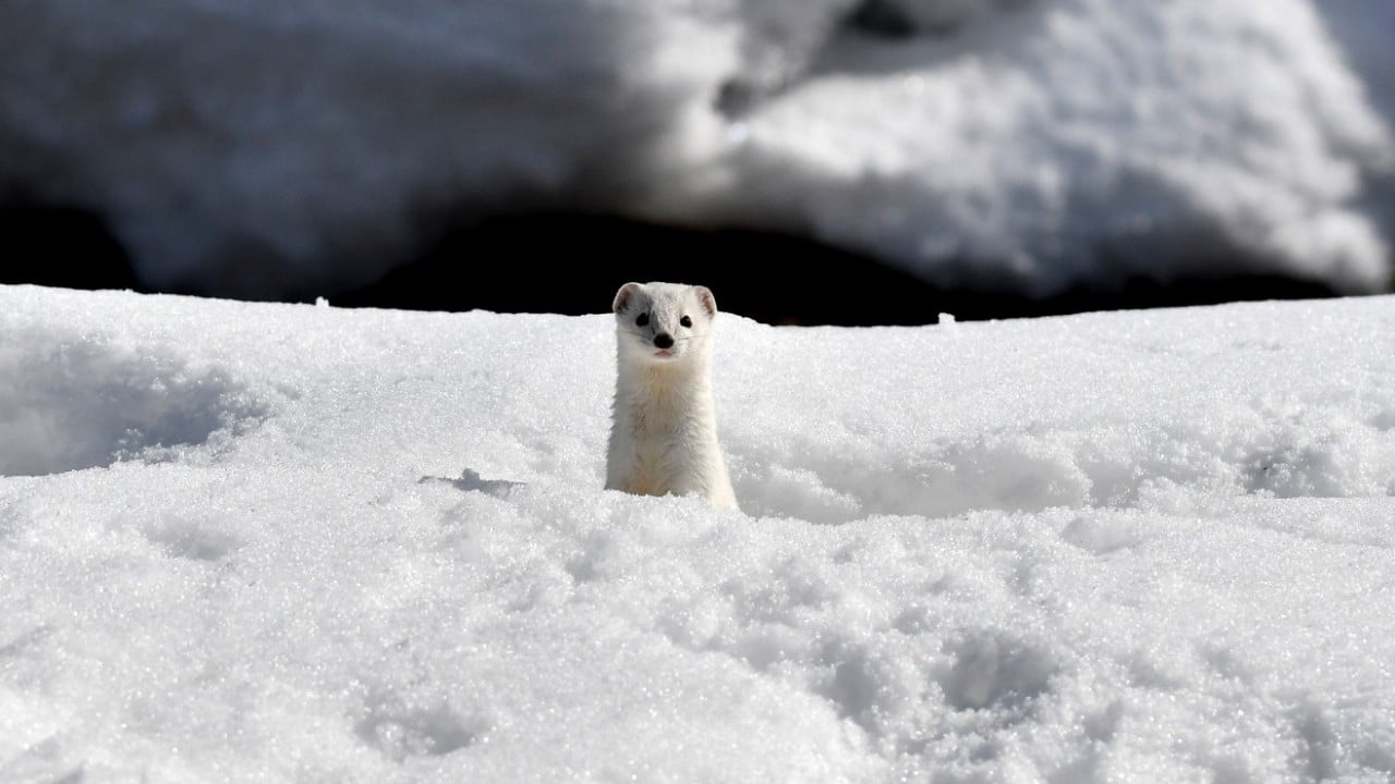 Foto - Nesli koruma altında! Beyaz gelincik o ilimizde görüntülendi