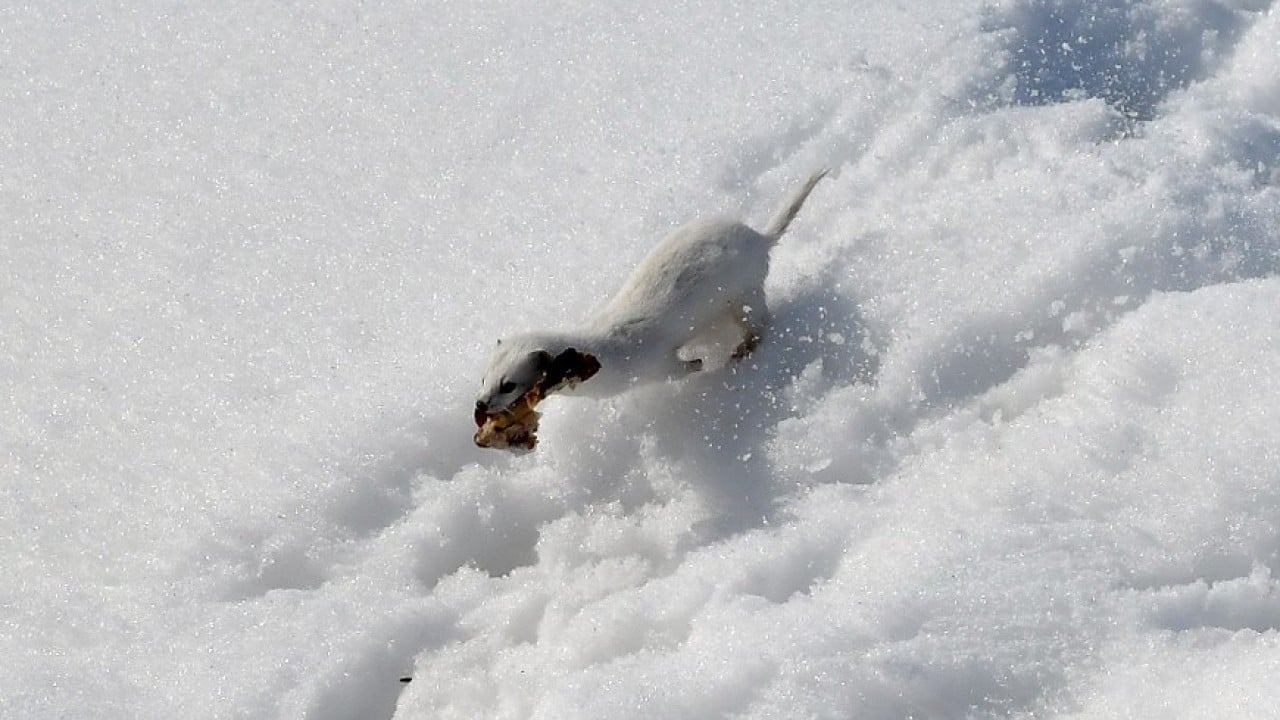 Foto - Nesli koruma altında! Beyaz gelincik o ilimizde görüntülendi