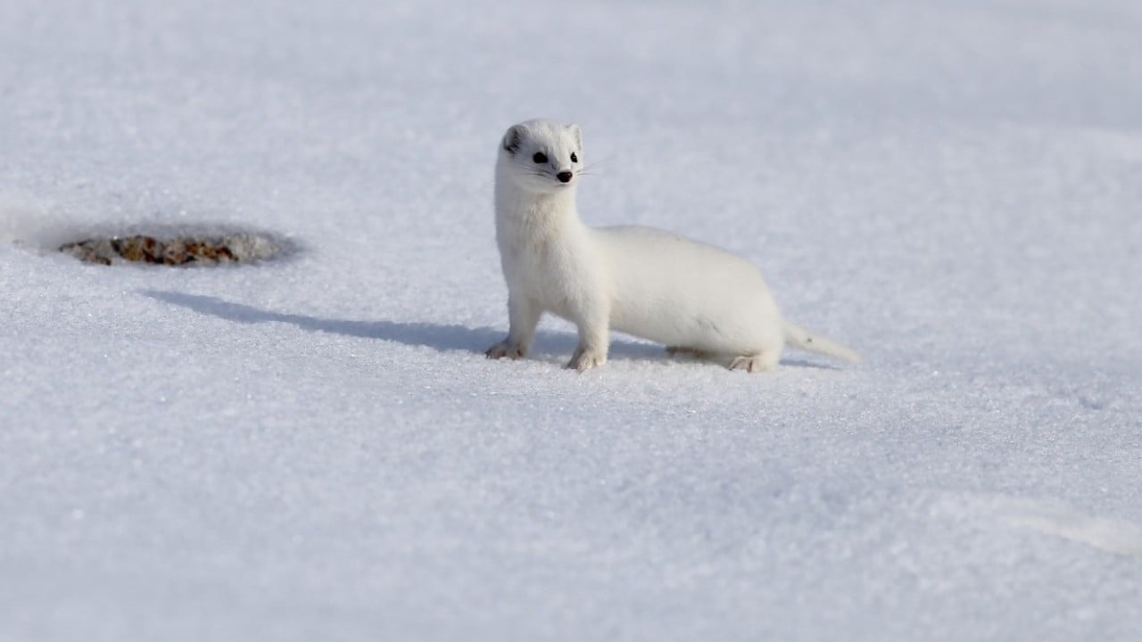 Foto - Nesli koruma altında! Beyaz gelincik o ilimizde görüntülendi