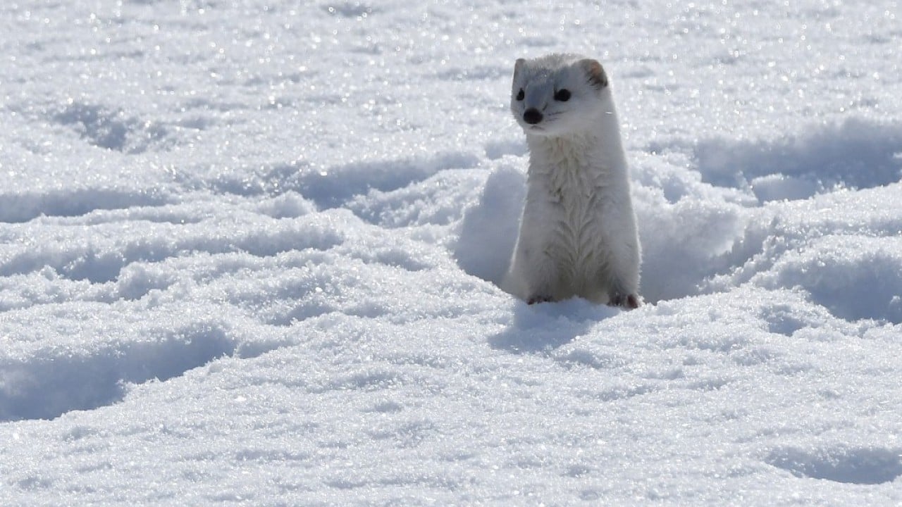 Nesli koruma altında! Beyaz gelincik o ilimizde görüntülendi