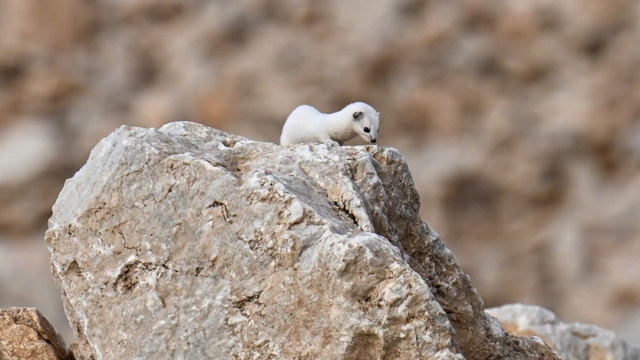 Foto - Nesli koruma altında! Gece avlandığı için zor görülüyor