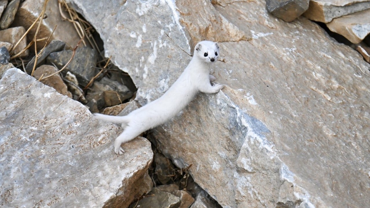 Foto - Nesli koruma altında! Gece avlandığı için zor görülüyor