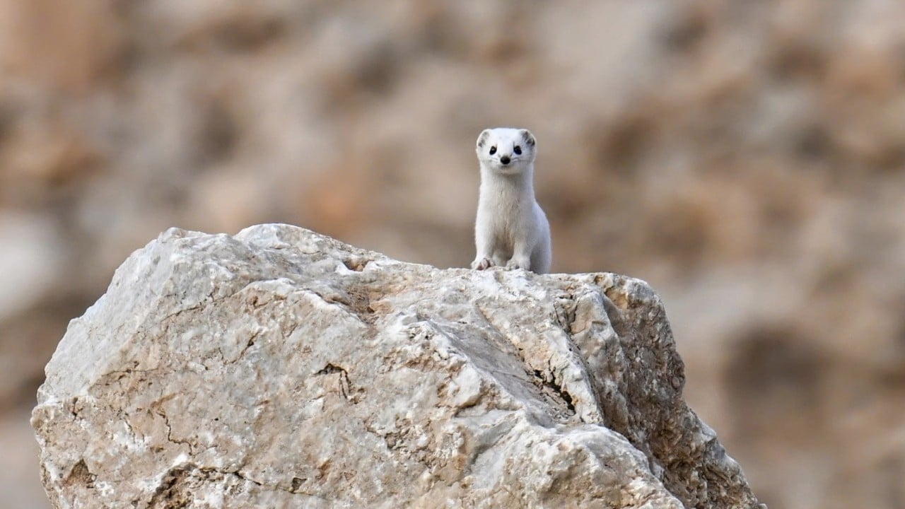 Foto - Nesli koruma altında! Gece avlandığı için zor görülüyor
