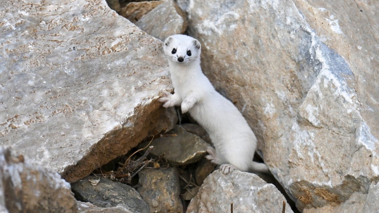 Nesli koruma altında! Gece avlandığı için zor görülüyor