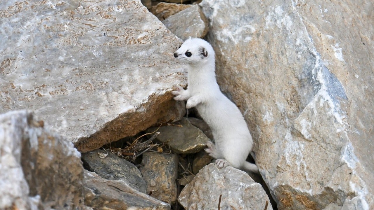 Foto - Nesli koruma altında! Gece avlandığı için zor görülüyor