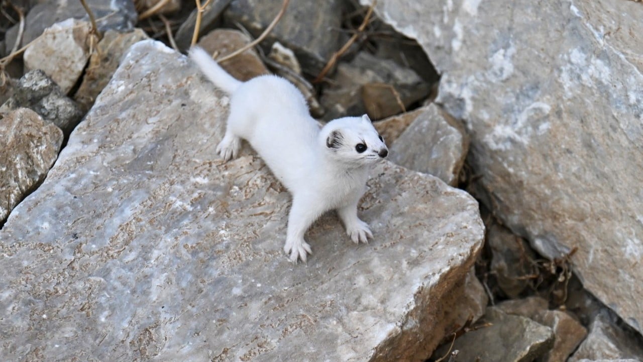 Foto - Nesli koruma altında! Gece avlandığı için zor görülüyor