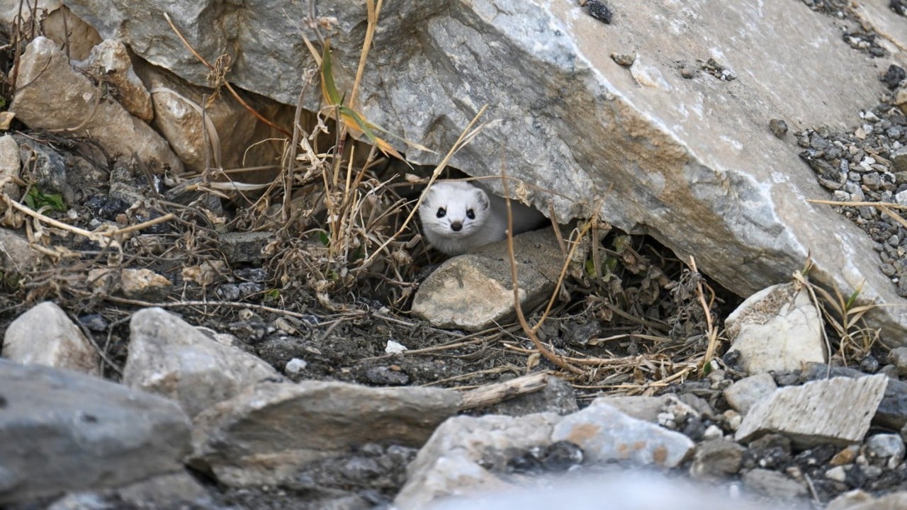 Foto - Nesli koruma altında! Gece avlandığı için zor görülüyor