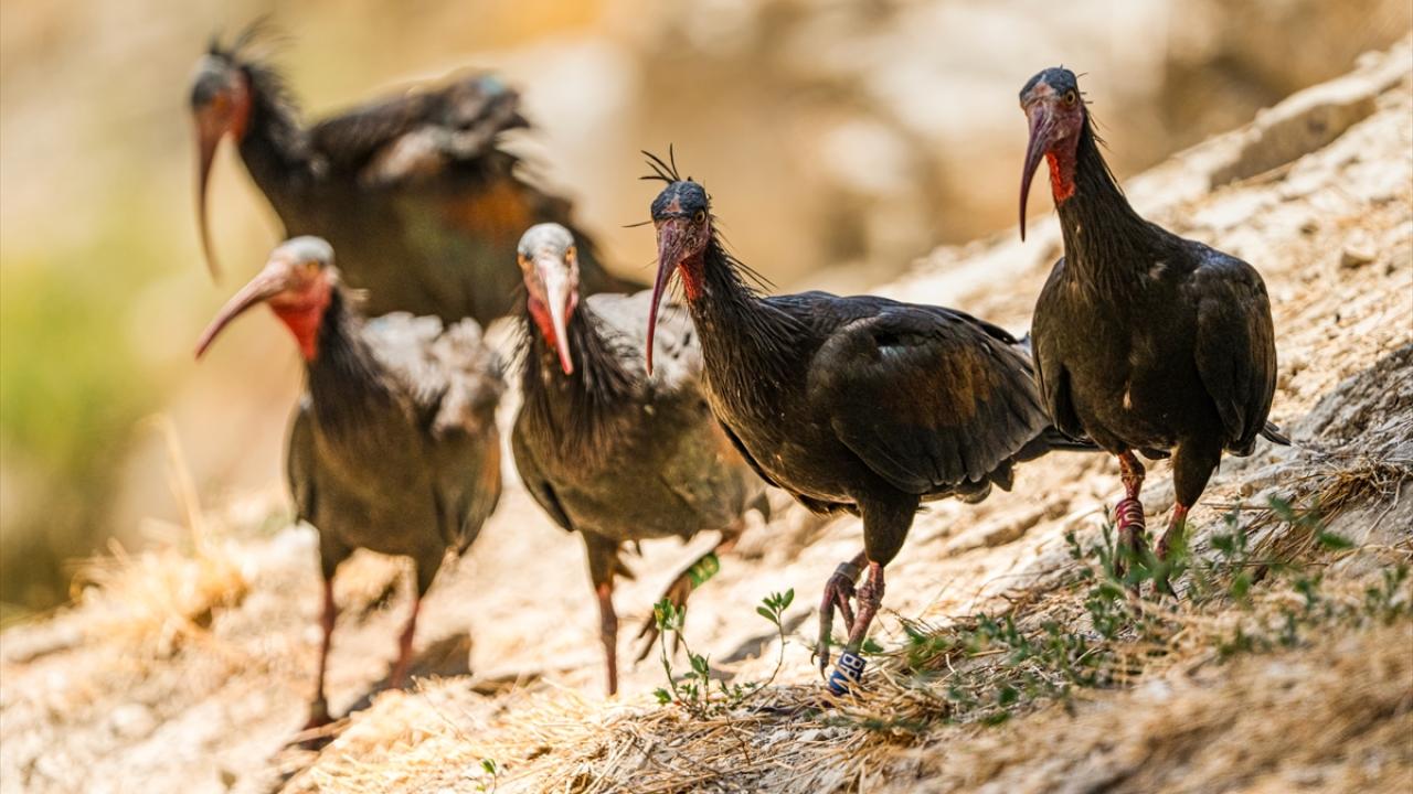 Foto - Nesli tehlike altında! Kelaynaklar için ‘kafesli’ koruma dönemi başladı