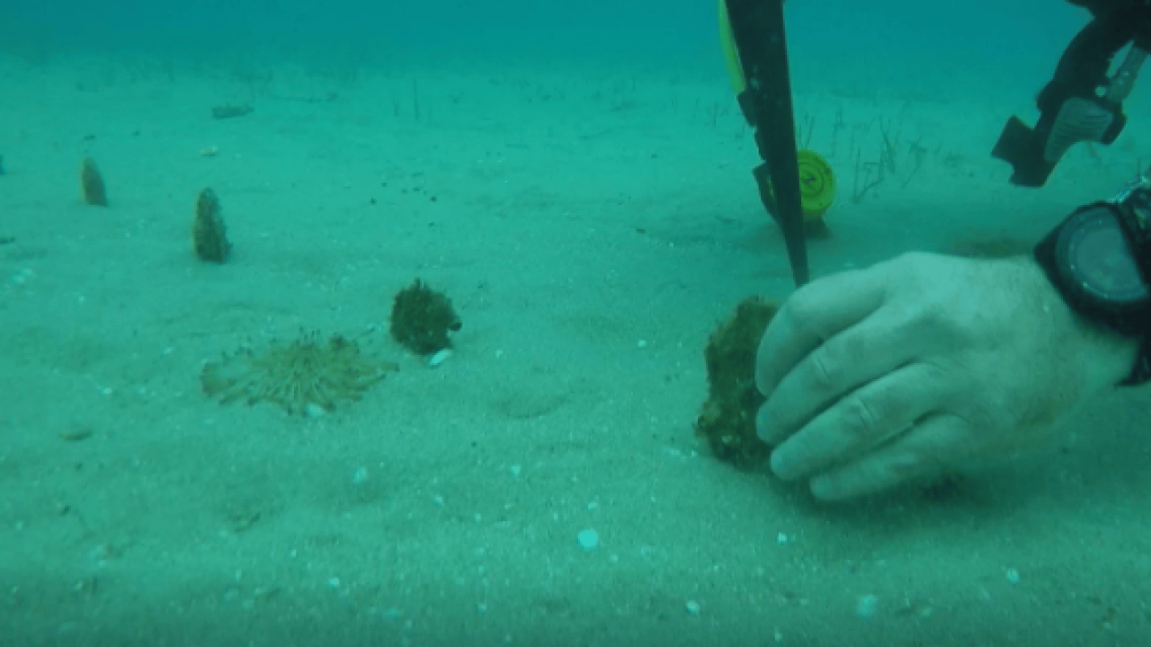 Foto - Nesli tehlike altındaki tür yeniden yetişiyor