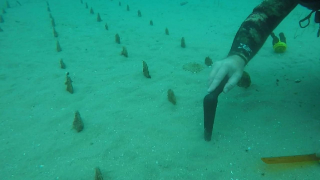 Nesli tehlike altındaki tür yeniden yetişiyor