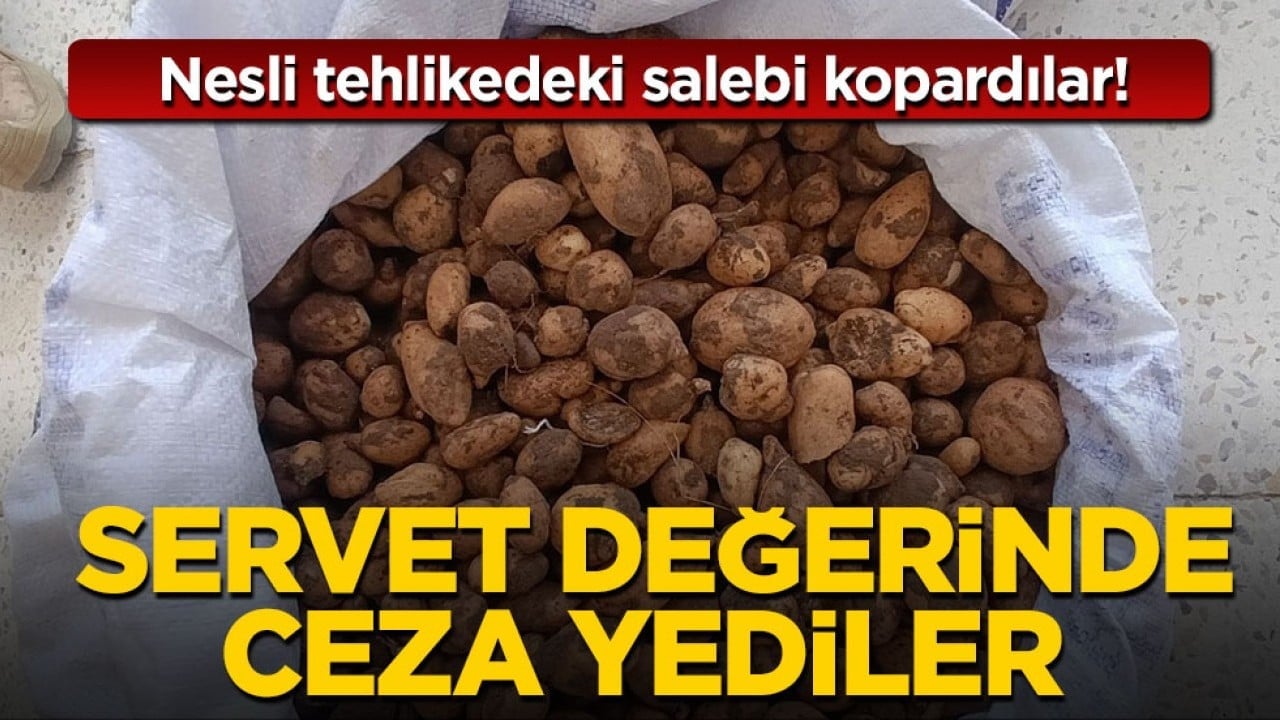Nesli tehlikedeki salebi kopardılar! Servet değerinde ceza yediler