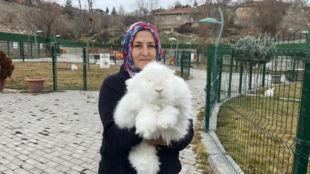 Foto - Nesli tükenen Ankara tavşanı geri döndü