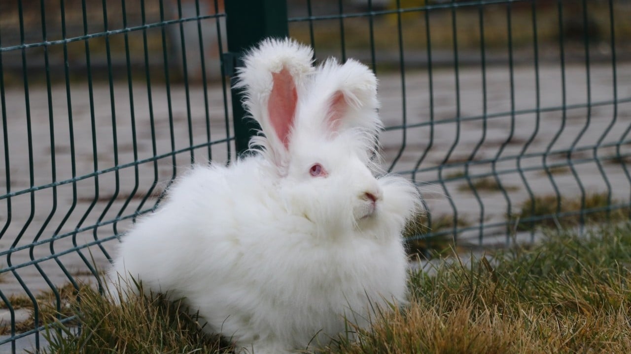 Foto - Nesli tükenen Ankara tavşanı geri döndü
