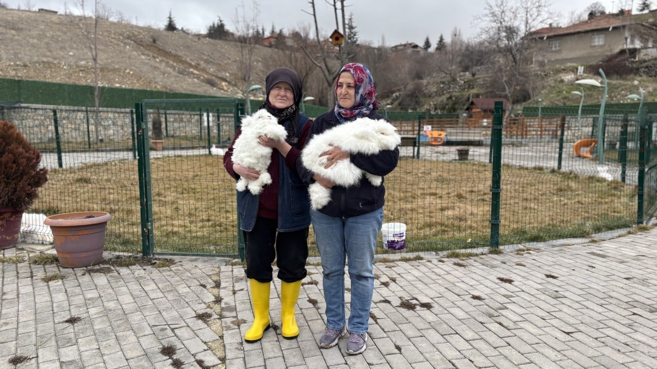 Nesli tükenen Ankara tavşanı geri döndü