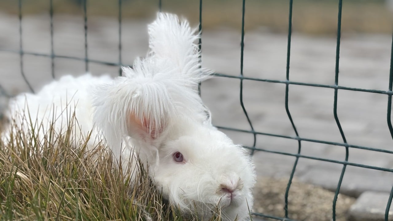 Foto - Nesli tükenen Ankara tavşanı geri döndü