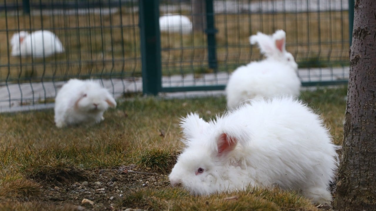 Foto - Nesli tükenen Ankara tavşanı geri döndü
