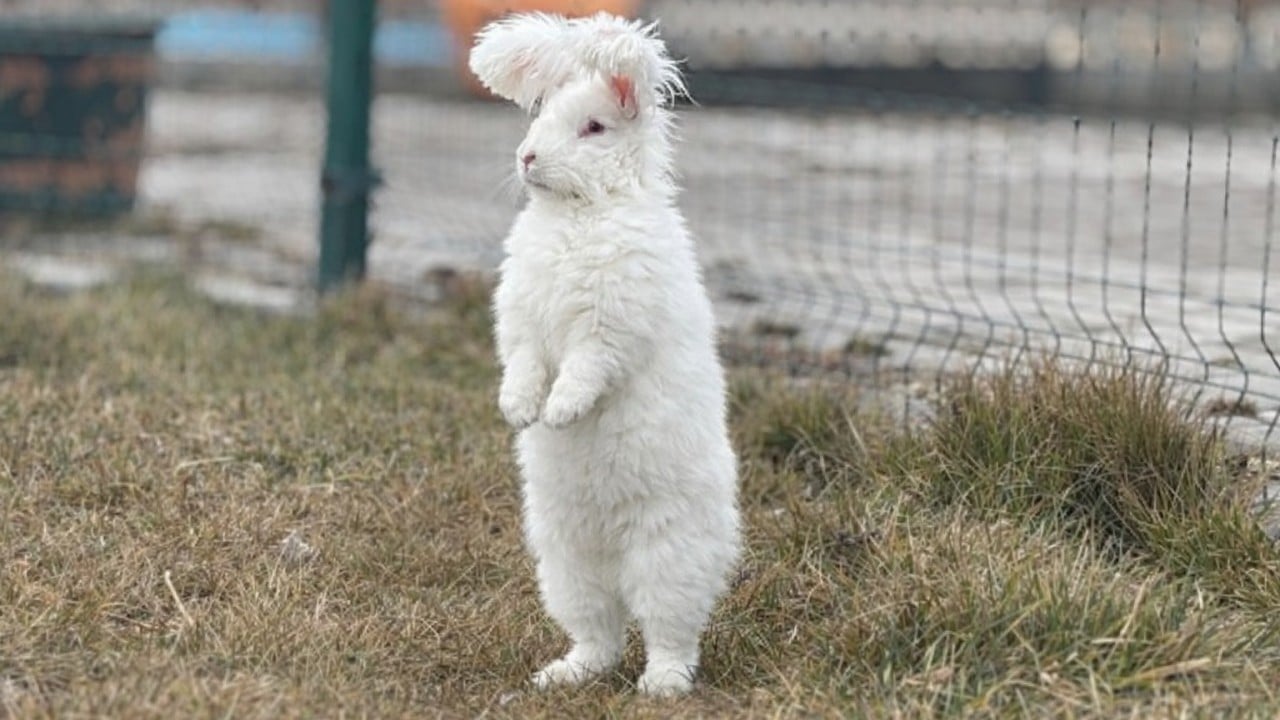 Foto - Nesli tükenen Ankara tavşanı geri döndü