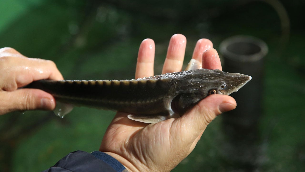 Foto - Nesli tükenme noktasındaydı! Karadeniz’in kayıp hazinesi geri dönüyor