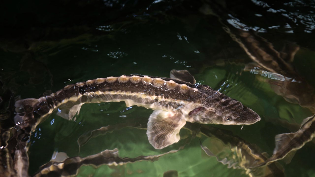 Foto - Nesli tükenme noktasındaydı! Karadeniz’in kayıp hazinesi geri dönüyor