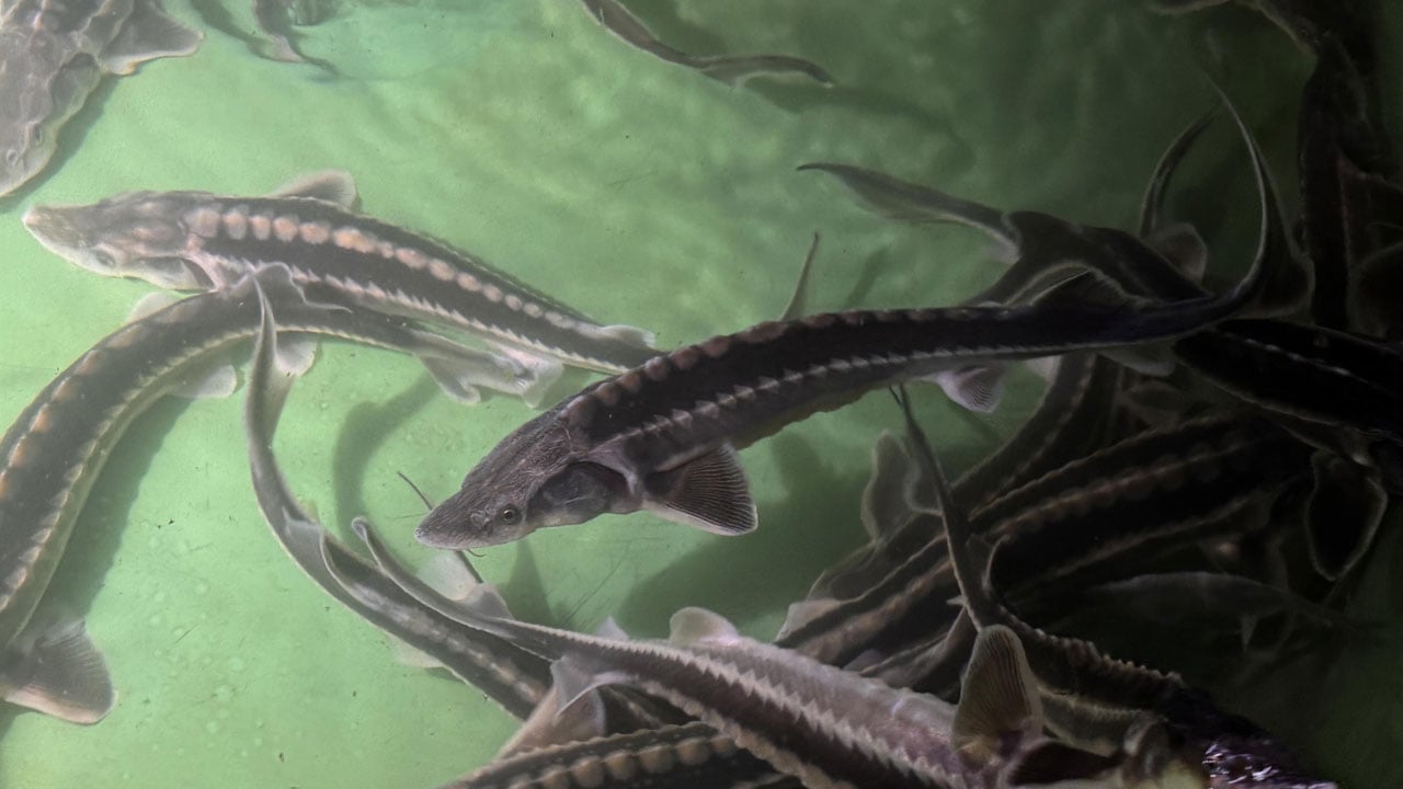 Foto - Nesli tükenme noktasındaydı! Karadeniz’in kayıp hazinesi geri dönüyor