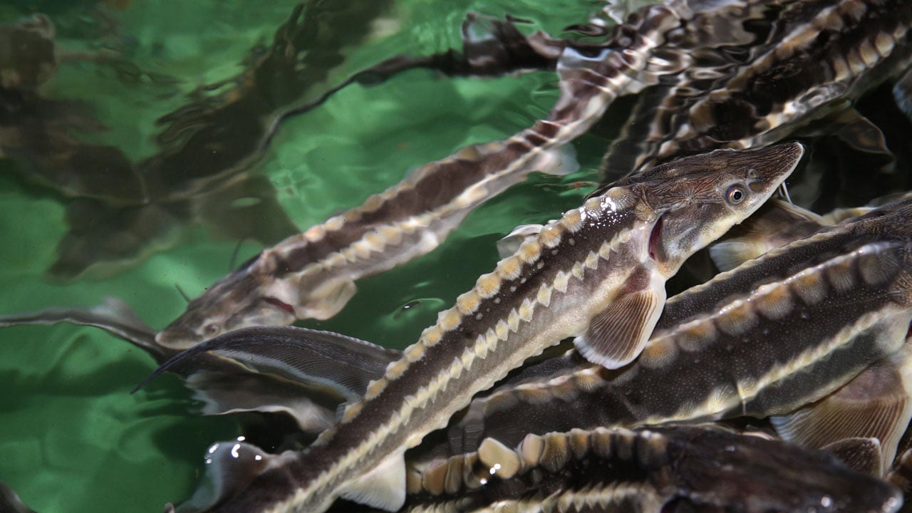 Nesli tükenme noktasındaydı! Karadeniz’in kayıp hazinesi geri dönüyor