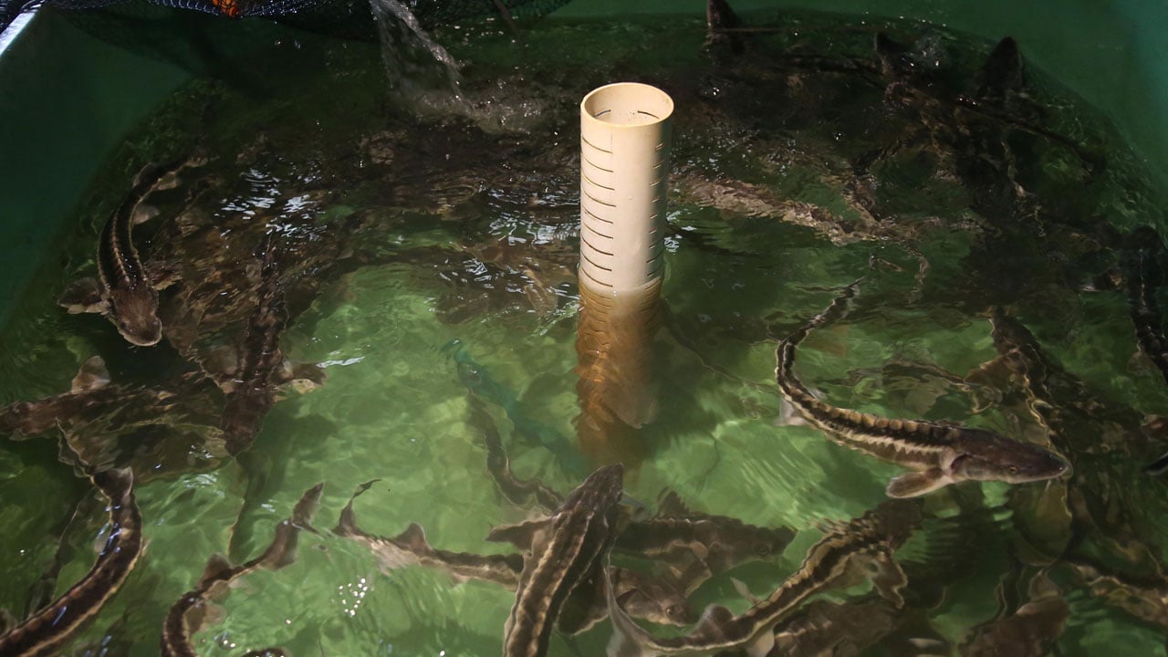 Foto - Nesli tükenme noktasındaydı! Karadeniz’in kayıp hazinesi geri dönüyor