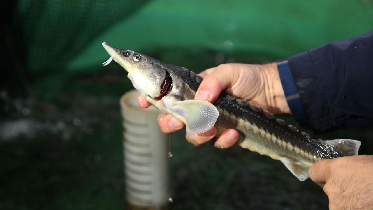 Foto - Nesli tükenme noktasındaydı! Karadeniz’in kayıp hazinesi geri dönüyor