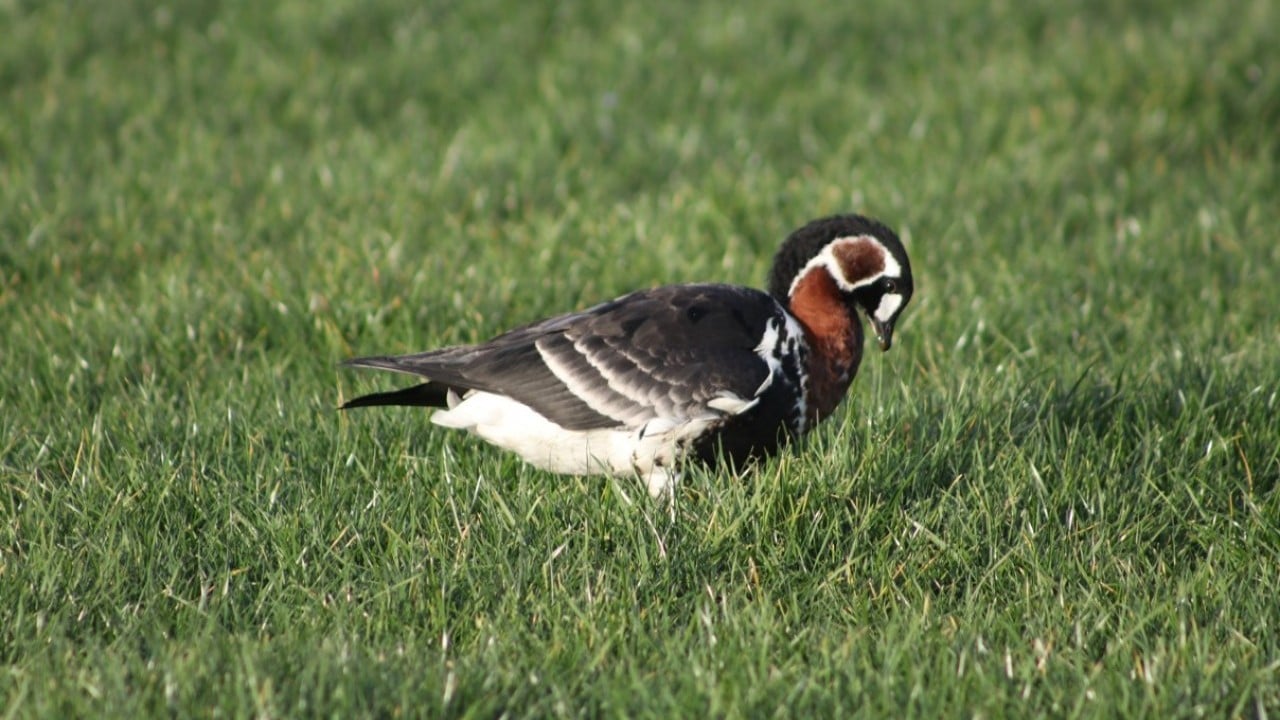 Foto - Nesli uluslararası ölçekte koruma altında! Sibirya kazı Rize’de görüntülendi