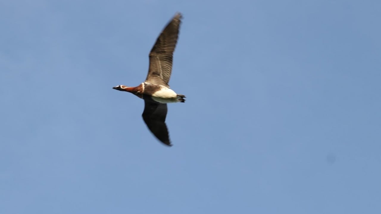Foto - Nesli uluslararası ölçekte koruma altında! Sibirya kazı Rize’de görüntülendi