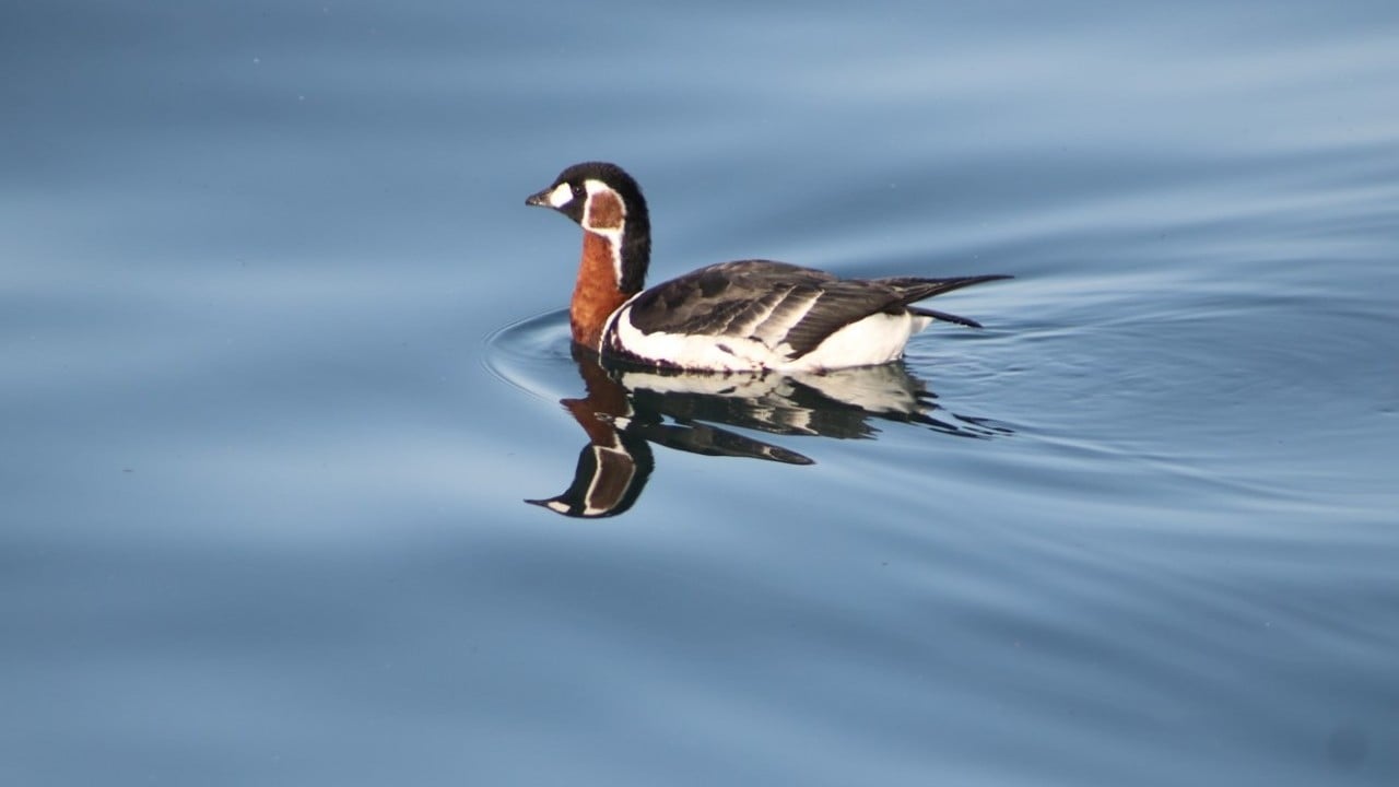 Foto - Nesli uluslararası ölçekte koruma altında! Sibirya kazı Rize’de görüntülendi