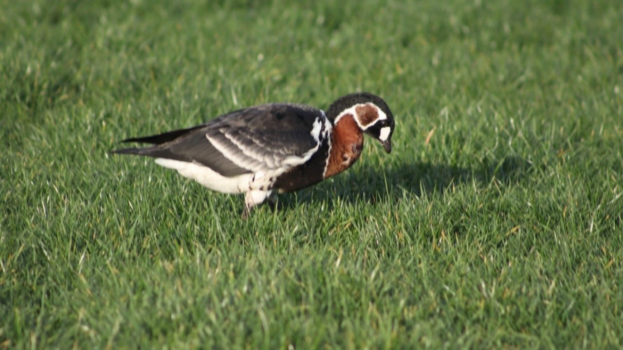 Foto - Nesli uluslararası ölçekte koruma altında! Sibirya kazı Rize’de görüntülendi