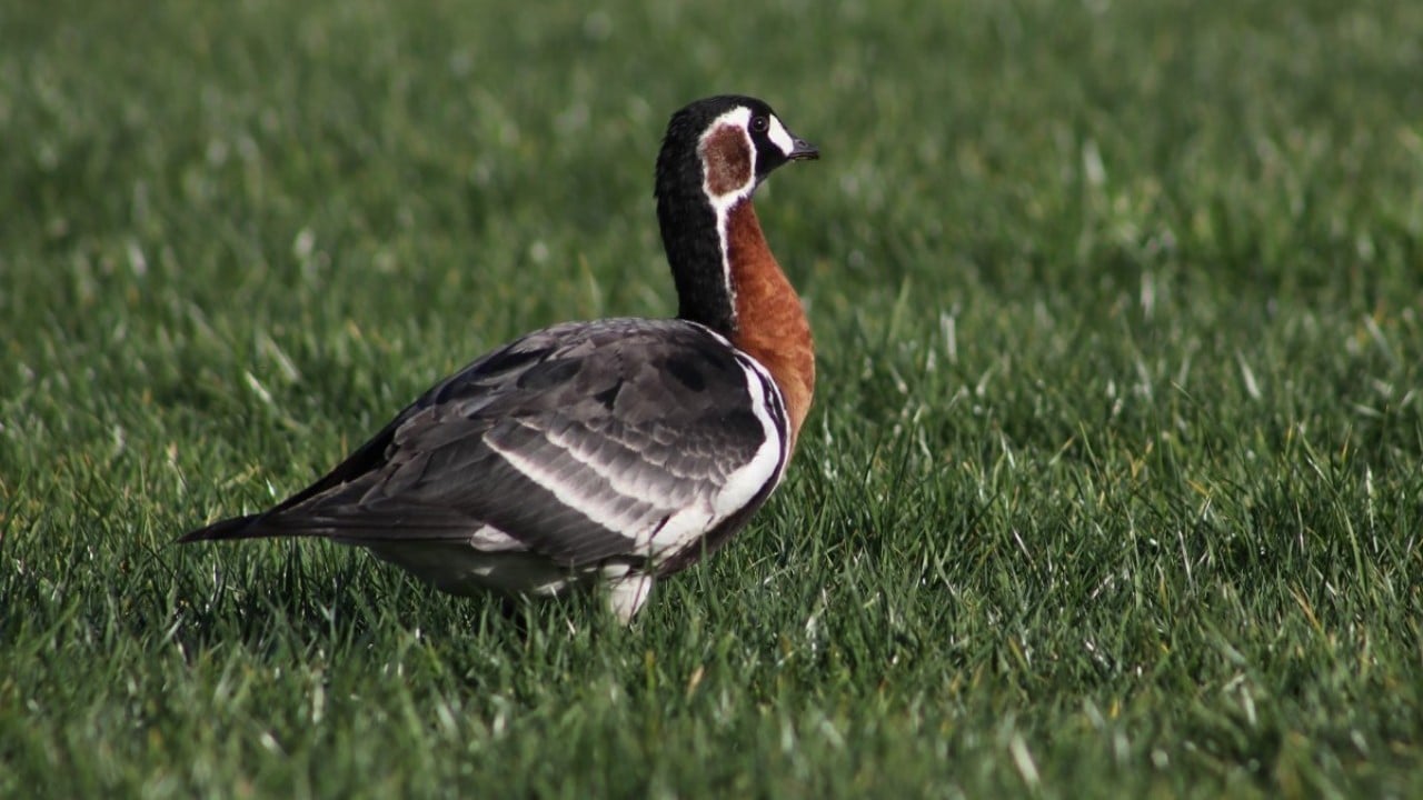Foto - Nesli uluslararası ölçekte koruma altında! Sibirya kazı Rize’de görüntülendi