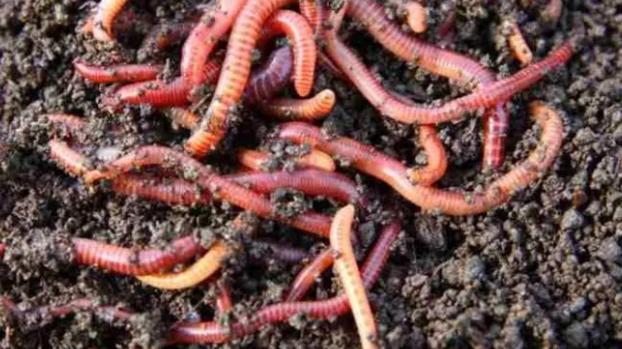 Foto - Neye niyet neye kısmet: Solucan ararken bakın ne buldu!