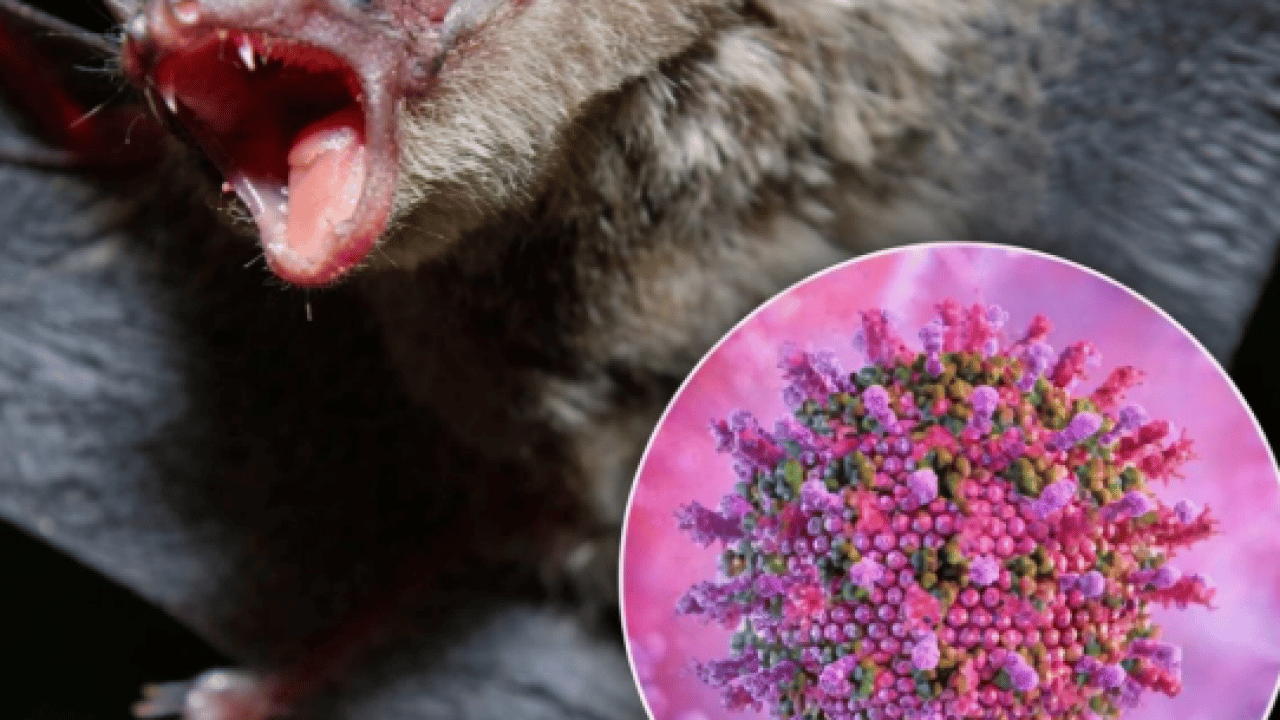 Foto - Ölüm oranı korkuttu: İşte Nipah virüsünün 3 belirtisi!