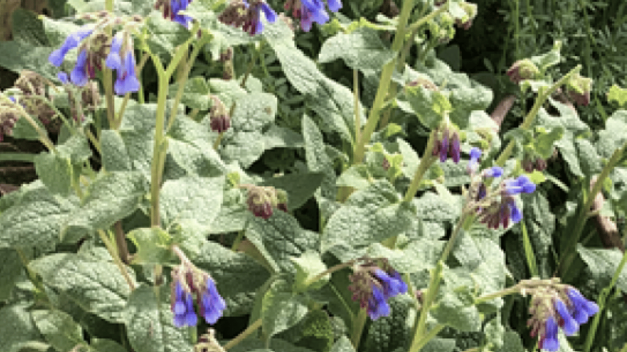 Foto - O detaya bakın ve karar verin: Karakafes Otunun Faydaları Nelerdir?