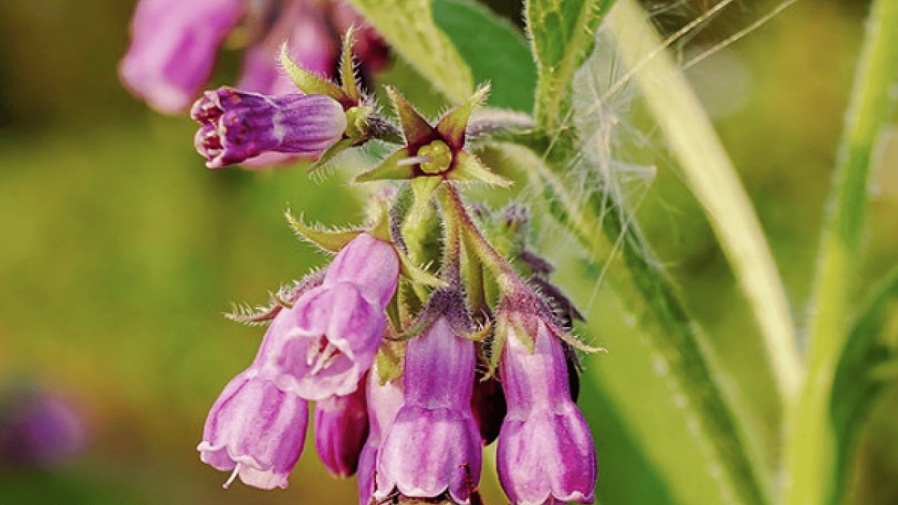 Foto - O detaya bakın ve karar verin: Karakafes Otunun Faydaları Nelerdir?