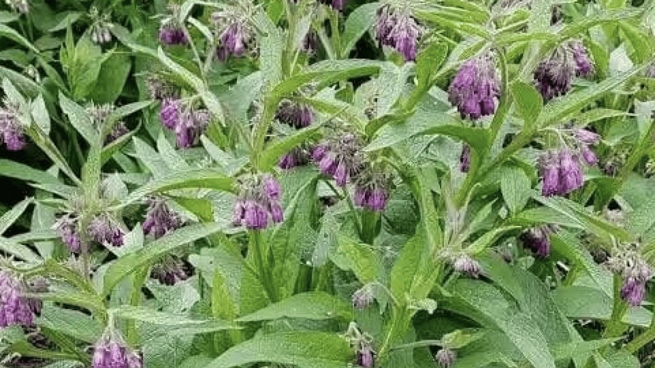 Foto - O detaya bakın ve karar verin: Karakafes Otunun Faydaları Nelerdir?