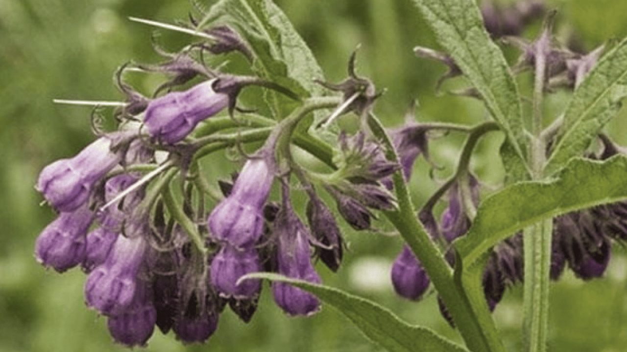 Foto - O detaya bakın ve karar verin: Karakafes Otunun Faydaları Nelerdir?