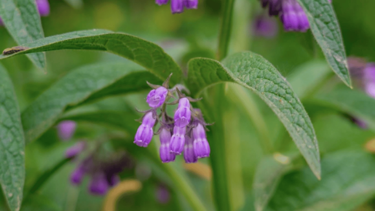 Foto - O detaya bakın ve karar verin: Karakafes Otunun Faydaları Nelerdir?