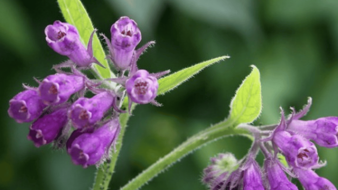 O detaya bakın ve karar verin: Karakafes Otunun Faydaları Nelerdir?