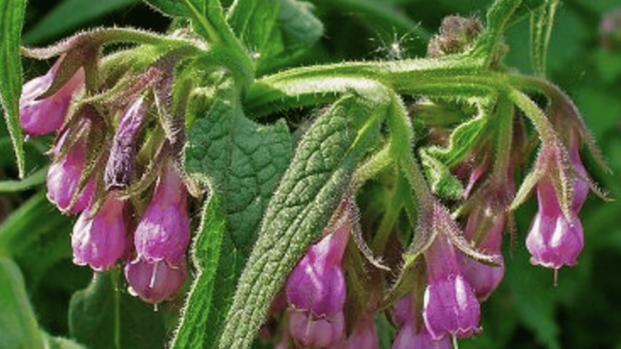 Foto - O detaya bakın ve karar verin: Karakafes Otunun Faydaları Nelerdir?