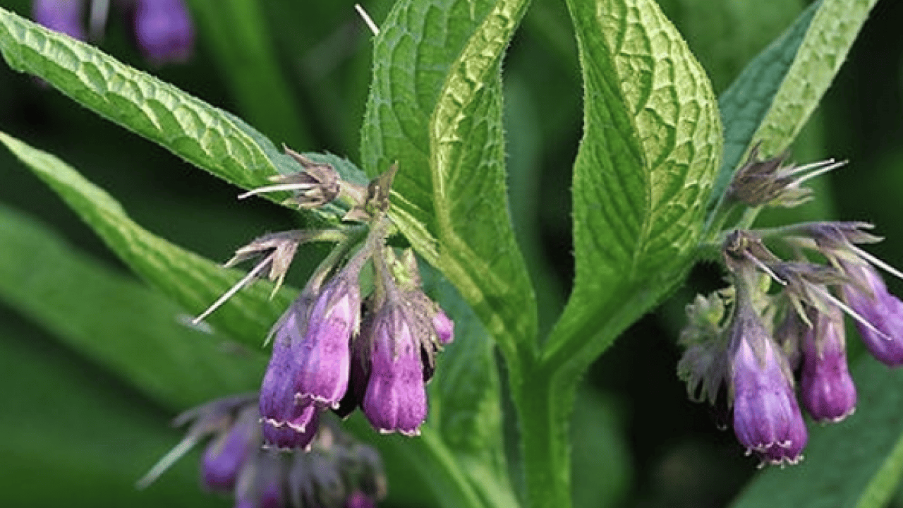 Foto - O detaya bakın ve karar verin: Karakafes Otunun Faydaları Nelerdir?