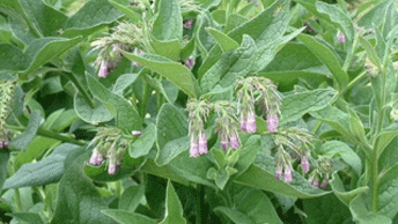 Foto - O detaya bakın ve karar verin: Karakafes Otunun Faydaları Nelerdir?