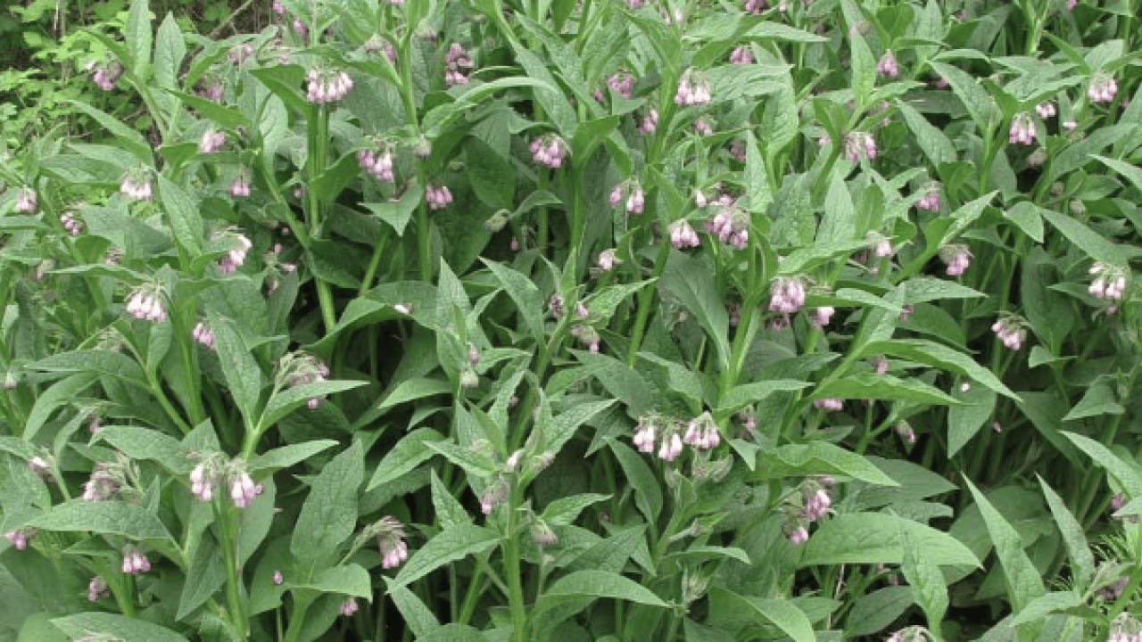 Foto - O detaya bakın ve karar verin: Karakafes Otunun Faydaları Nelerdir?