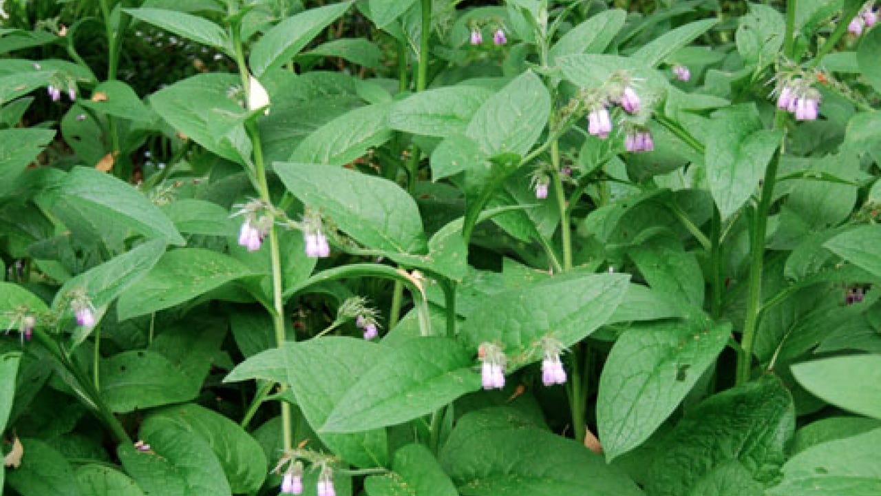 Foto - O detaya bakın ve karar verin: Karakafes Otunun Faydaları Nelerdir?